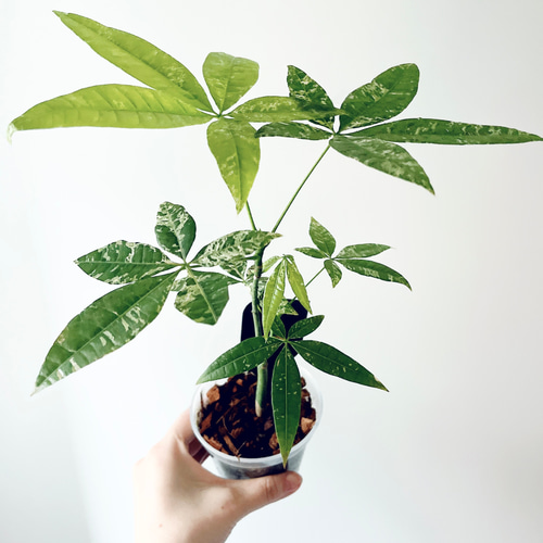 再入荷】希少 パキラ ミルキーウェイ 実生 新芽 Sサイズ 観葉