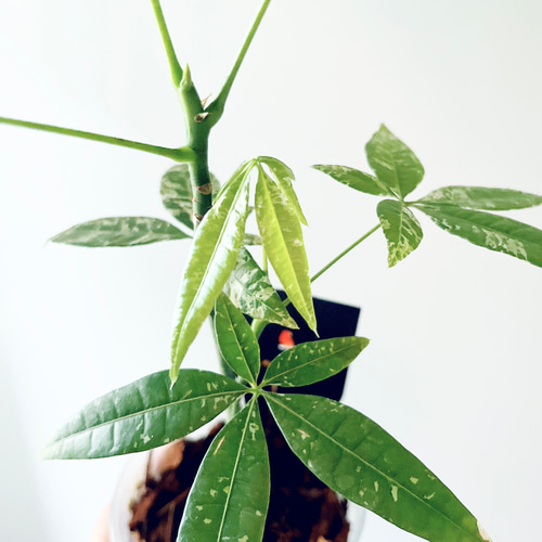 希少＊パキラ・ミルキーウェイ【現品発送】 calm cafe 希少＊パキラ・ミルキーウェイ【現品発送】 calm cafe - メルカリ