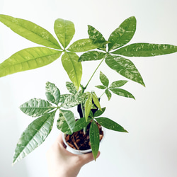 再入荷】希少 パキラ ミルキーウェイ 実生 新芽 Sサイズ 観葉植物 calm