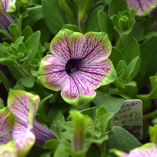 ペチュニア「パープルベイングリーンエッジ」 花苗 花 苗 ガーデニング