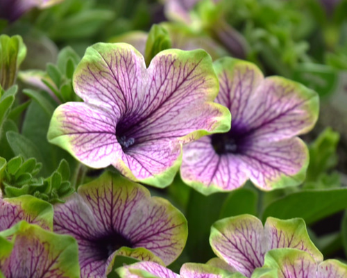 ペチュニア「パープルベイングリーンエッジ」 花苗 花 苗 ガーデニング