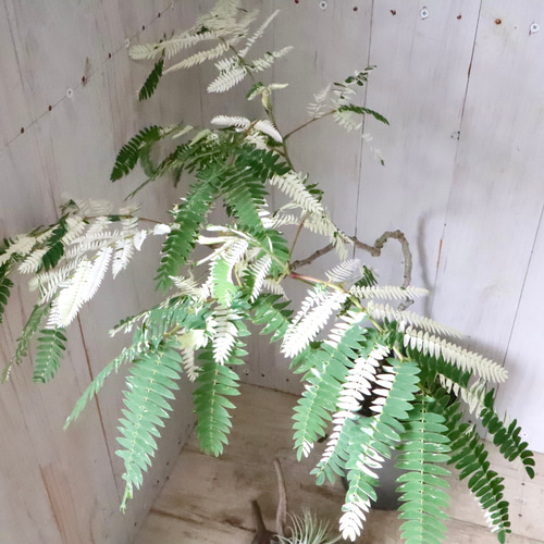立派♡ 希少♡斑入り♡エバーフレッシュ♡ネムの木♡観葉植物♡インテリア♡ 希少♡斑入り♡エバーフレッシュ♡ネムの木♡観葉植物