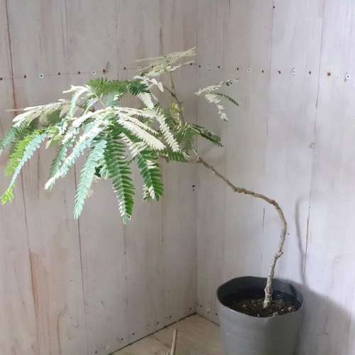 希少♡斑入り♡エバーフレッシュ♡ネムの木♡観葉植物♡インテリア