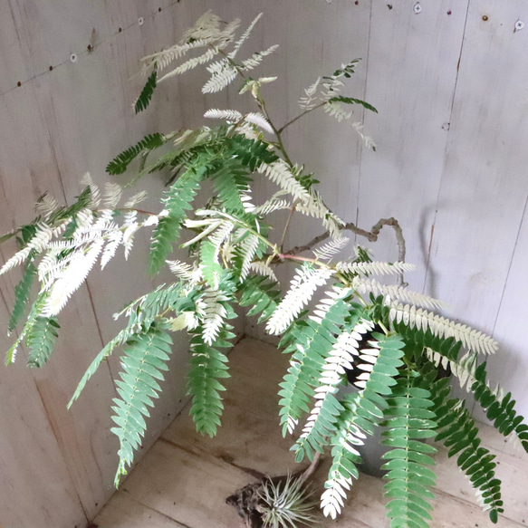 希少♡斑入り♡エバーフレッシュ♡観葉植物♡ 希少♡斑入り♡エバーフレッシュ♡ネムの木♡観葉植物