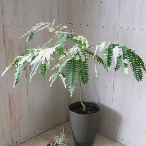 希少♡斑入り♡エバーフレッシュ♡ネムの木♡観葉植物♡インテリア♡ 希少♡斑入り♡エバーフレッシュ♡ネムの木♡観葉植物