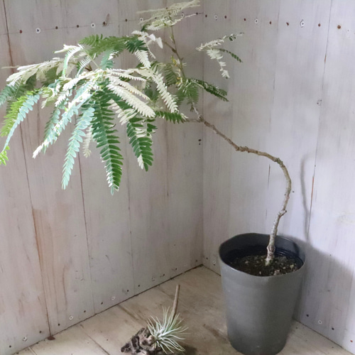 立派♡ 希少♡斑入り♡エバーフレッシュ♡ネムの木♡観葉植物♡インテリア♡ 希少♡斑入り♡エバーフレッシュ♡ネムの木♡観葉植物♡インテリア