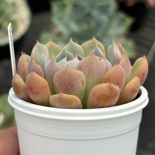 人気レア品種！☆白雪の渚 多肉植物 自家繁殖 国産 多肉植物 美