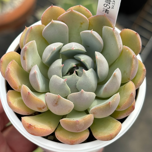 雪だるま カランコエ 多肉 希少 レア 送料無料】多肉の森 〜雪だるま