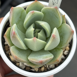 多肉植物　淡雪綴化（ツヅリカ） ☆多肉植物☆淡雪+朧月【カット苗】サイズ大きめ - メルカリ