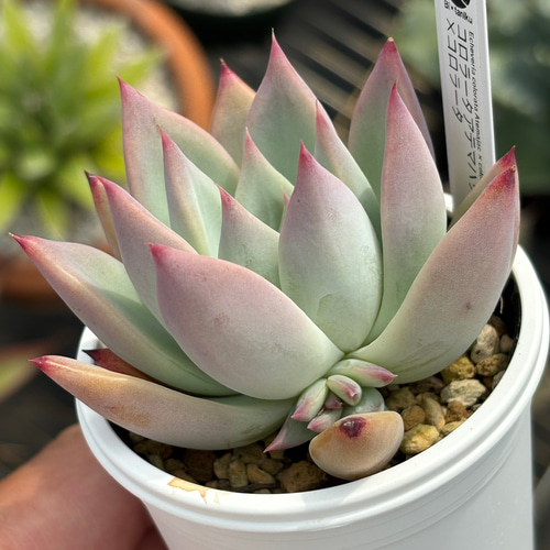 多肉植物　エケベリア　ホリコロxコロラータルーフ　ニコリさん苗　札付き 多肉植物 エケベリア ホリコロxコロラータルーフ 札付き 限定