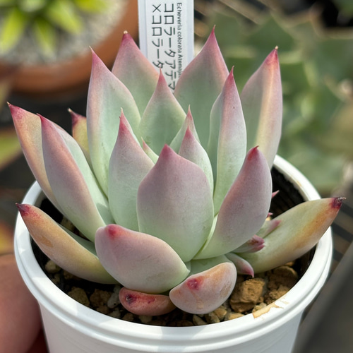 オリジナル交配苗！☆コロラータアテマハック×コロラータ 多肉植物