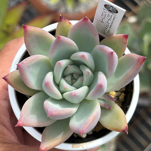 オリジナル交配苗！☆コロラータアテマハック×コロラータ 多肉植物