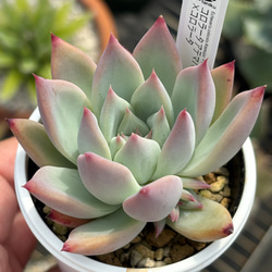 オリジナル交配苗！☆コロラータアテマハック×コロラータ 多肉植物