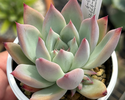 オリジナル交配苗！☆コロラータアテマハック×コロラータ 多肉植物