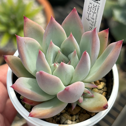 オリジナル交配苗！☆コロラータアテマハック×コロラータ 多肉植物