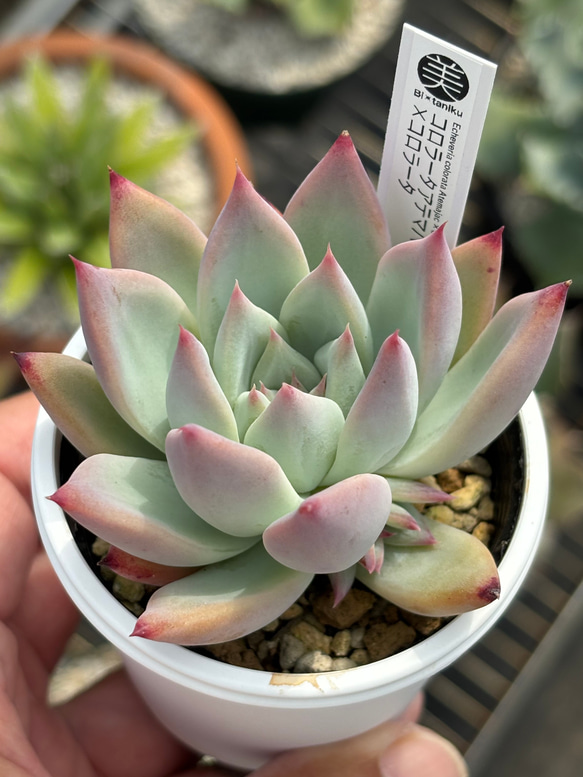 オリジナル交配苗！☆コロラータアテマハック×コロラータ 多肉