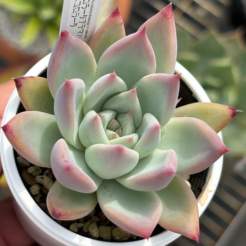 30.【札付き】106コロラータ 実生 Mさん苗 Mコロ 多肉植物 エケベリア