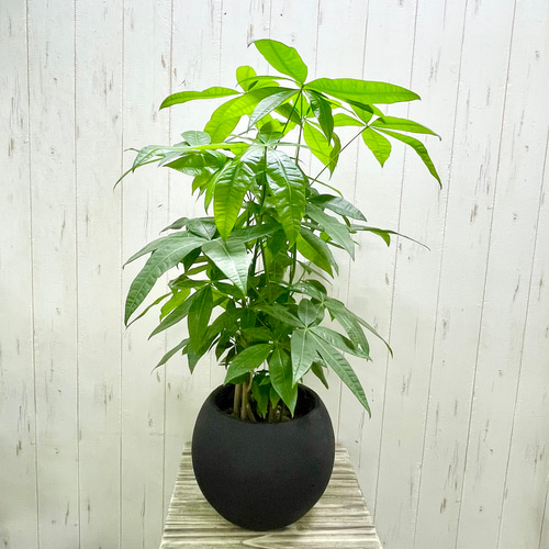 実生・株立ち】癒しのグリーン♪ パキラのナチュラル鉢植え セメント