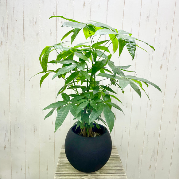 パキラ 約1.5メートル セメント鉢 鉢ごと ＊大サイズパキラ 約1mねじれ