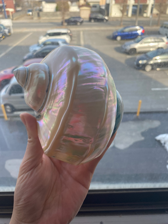 夜光貝 置物 飾り 磨き上げ済み 美品 13cm 250㌘前後 ライトおまけ