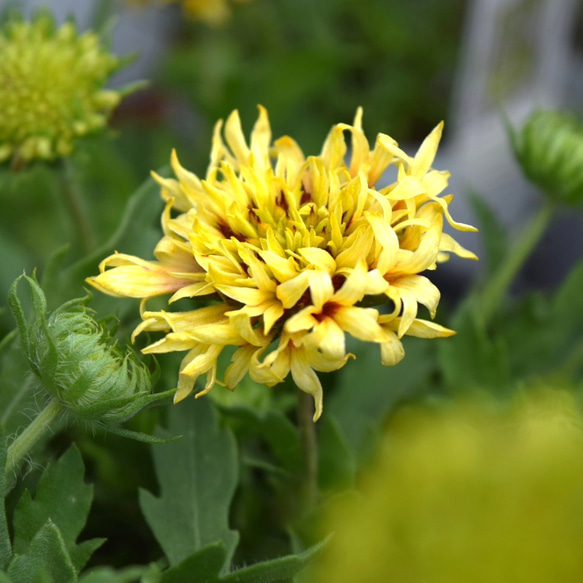 【専用】ガイラルディア　ガリア　①ポット苗、その他 ガイラルディア ガリヤ 花苗 花 苗 ガーデニング フラワー 宿根草