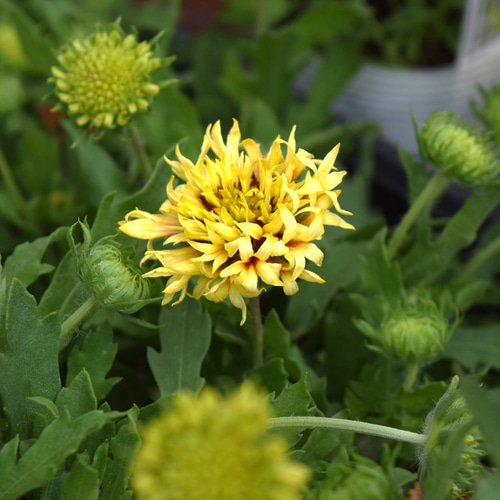ガイラルディア ガリヤ 花苗 花 苗 ガーデニング フラワー 宿根草