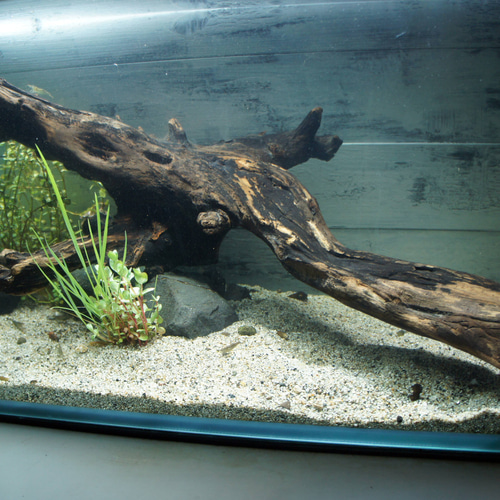 アク抜き不要！水に沈む状態でお届けします』アクアリウム 流木 大型