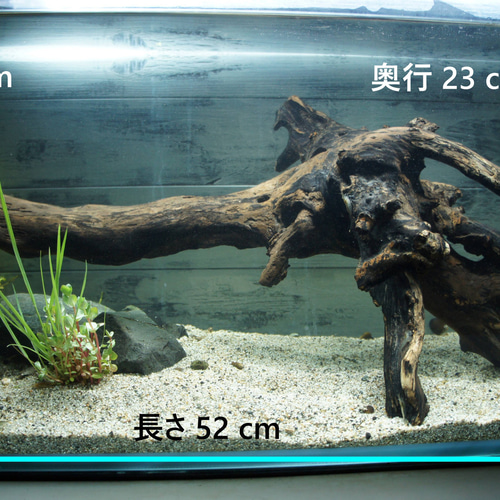 【大型流木】85cm アク抜き消毒済み 大型流木】85cm アク抜き消毒済み