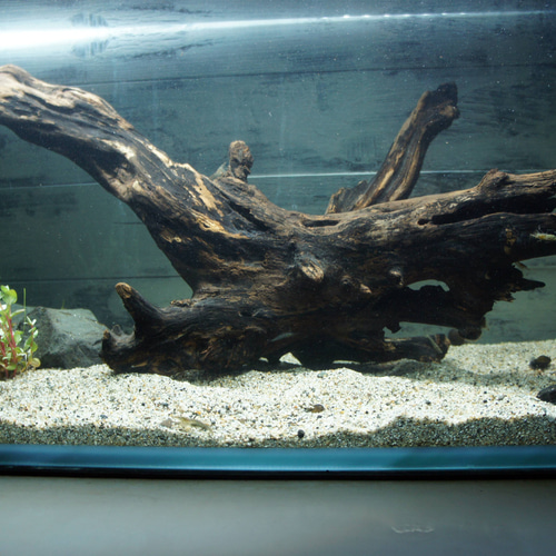 アク抜き済み流木【330】最終価格 アク抜き済み流木【644】セール