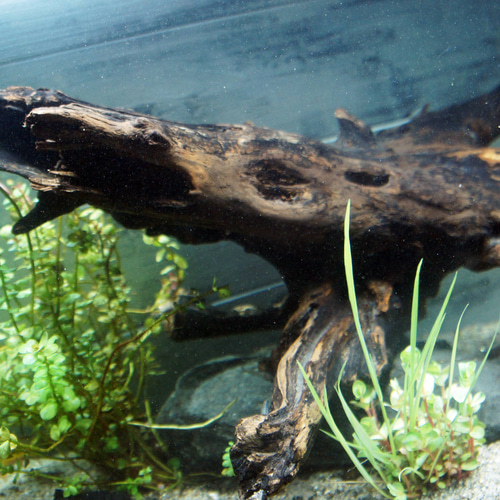 【大型流木】85cm アク抜き消毒済み アク抜き不要！水に沈む状態でお届けします』アクアリウム 流木