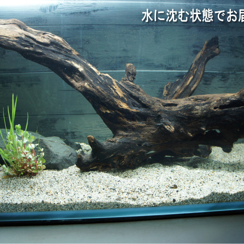 アクアリウム　流木　気孔石　60cmレイアウトセット　アク抜き済　沈下済　No2 アクアリウム 流木 気孔石 60cmレイアウトセット アク抜き済