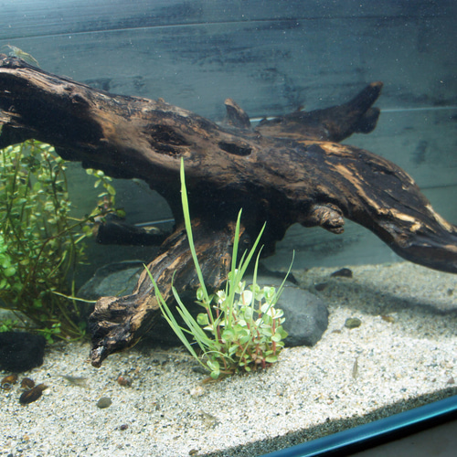 【大型流木】85cm アク抜き消毒済み アク抜き不要！水に沈む状態でお届けします』アクアリウム 流木