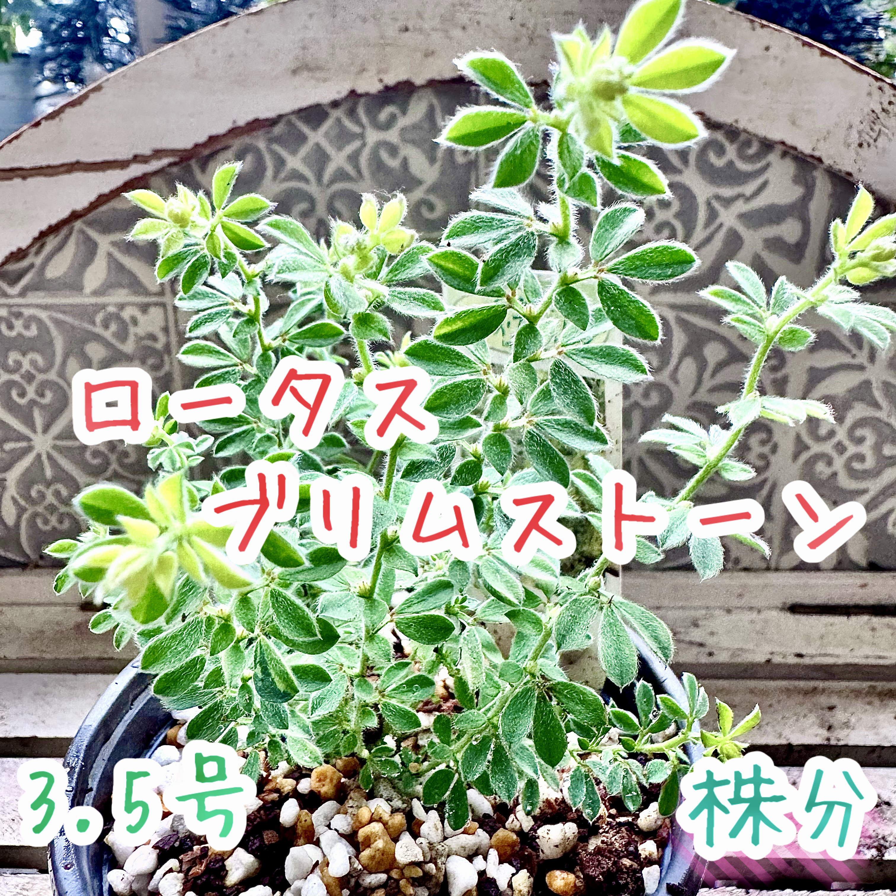 もふもふ⭐️⭐️⭐️ロータス　プリムストーン　抜き苗 ⭐️⭐️⭐️ もふもふ⭐️⭐️⭐️ロータス　プリムストーン　抜き苗 ⭐️⭐️⭐️