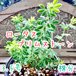 もふもふ⭐️⭐️⭐️ロータス　プリムストーン　抜き苗 ⭐️⭐️⭐️ ロータスブリムストーン」の人気商品一覧 | 安い商品を通販サイトから