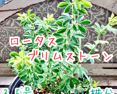 もふもふ⭐️⭐️⭐️ロータス　プリムストーン　抜き苗 ⭐️⭐️⭐️ もふもふロータスプリムストーン抜き苗