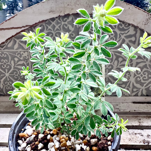 もふもふ⭐️⭐️⭐️ロータス　プリムストーン　抜き苗 ⭐️⭐️⭐️ ロータスブリムストーン 苗 寄せ植え グランドカバー 株分け