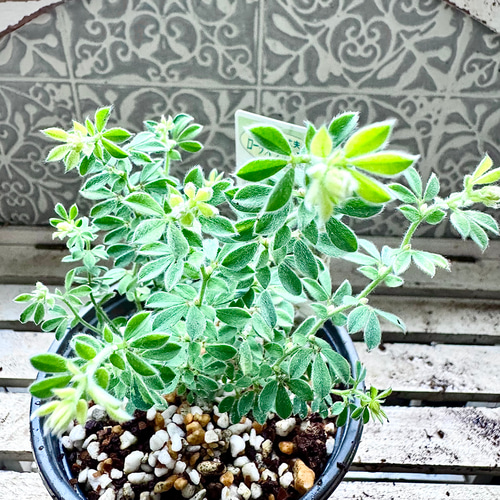 ロータスブリムストーン 苗 寄せ植え グランドカバー 株分け