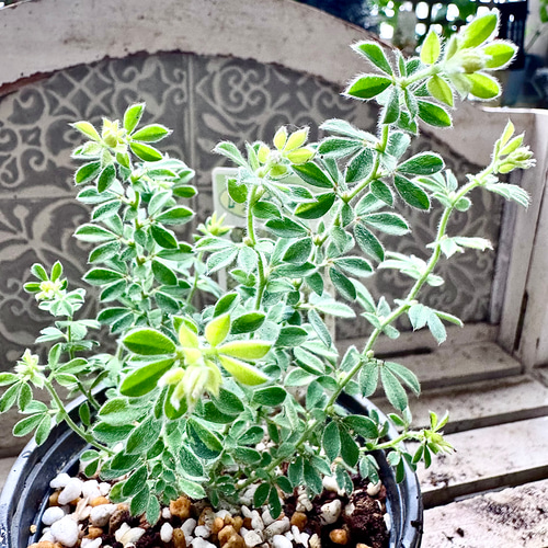 ロータスブリムストーン 苗 寄せ植え グランドカバー 株分け カラー