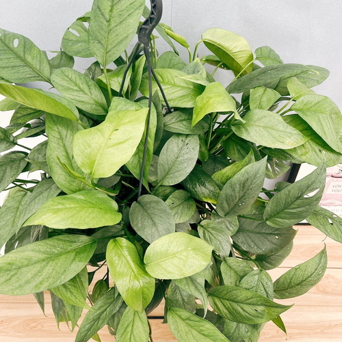 ［現品］【希少】※売約済※ 2番　エピプレムヌム　ピナツム　セブブルー　レア 現品］【希少】2番 エピプレムヌム ピナツム セブブルー 8号