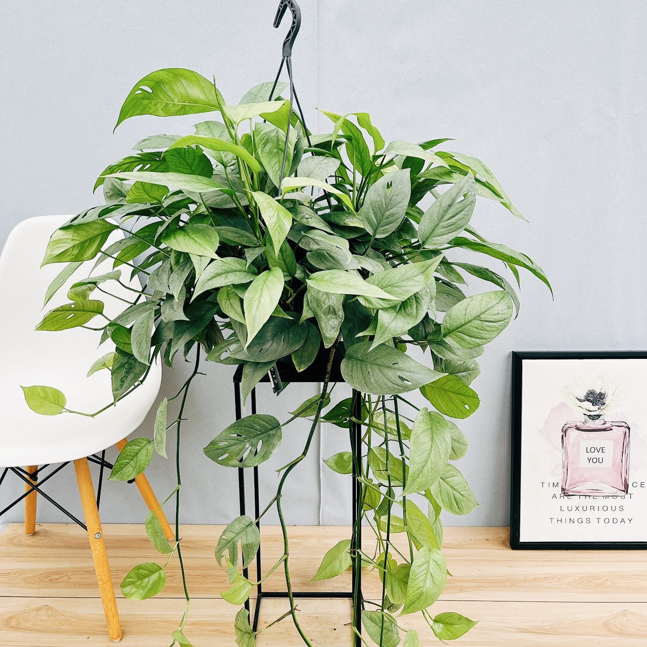 ［現品］【希少】※売約済※ 2番　エピプレムヌム　ピナツム　セブブルー　レア ［現品］【希少】※売約済※ 2番　エピプレムヌム　ピナツム　セブブルー　レア