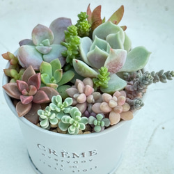 レア品種入り♡気まぐれ寄せ植え＊多肉植物＊鉢ごと発送 多肉植物 ＊N