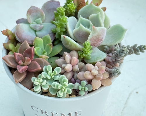 レア品種入り♡気まぐれ寄せ植え＊多肉植物＊鉢ごと発送 多肉植物 ＊N