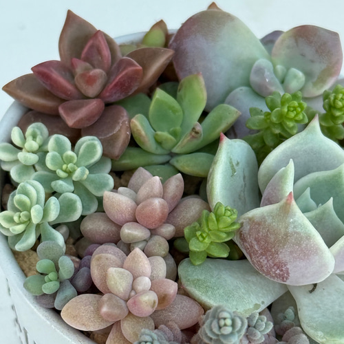 多肉植物  レア品種 Let's Be 多肉植物 レア品種 Let's Be 【公式通販】