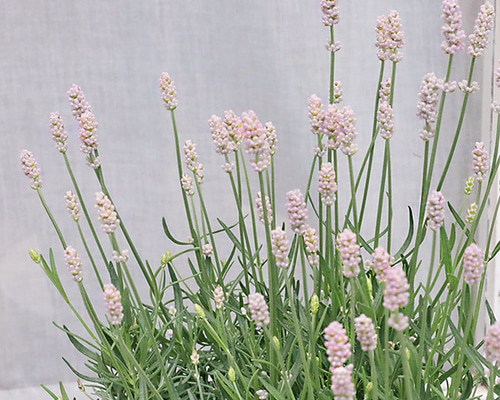 イッペー。花。ピンク。観葉植物。鉢ごと無料で発送致します。 観葉植物 アンスリウム 8号 ピンク プラスチック鉢 | 観葉植物