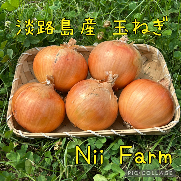 淡路島産】玉ねぎ ターザン 10キロ 農家直送 たまねぎ 野菜 Nii Farm