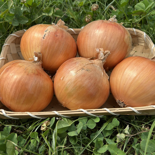 淡路島産】玉ねぎ ターザン 10キロ 農家直送 たまねぎ 野菜 Nii Farm