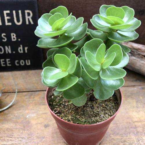 大苗♡モロキニエンシス♡木立♡多肉植物♡おしゃれ♡ アートフラワー