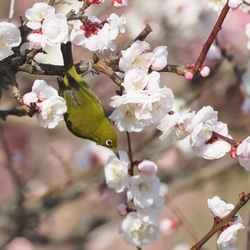 ToriTori大阪泉州製４重ガーゼハンカチ　メジロ　サイズ34ｃｍ角　綿100％　大阪泉州製 5枚目の画像