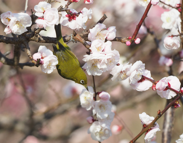 ToriTori大阪泉州製４重ガーゼハンカチ　メジロ　サイズ34ｃｍ角　綿100％　大阪泉州製 5枚目の画像