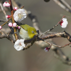 ToriTori大阪泉州製４重ガーゼハンカチ　メジロ　サイズ34ｃｍ角　綿100％　大阪泉州製 4枚目の画像
